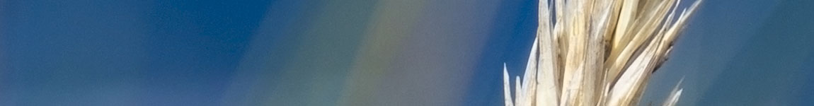 lightroom forum banner cc.jpg
